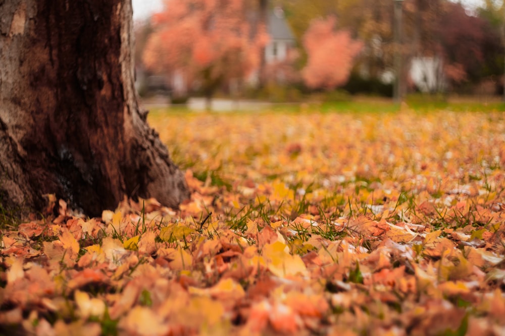 a leaf covered ground next to a tree