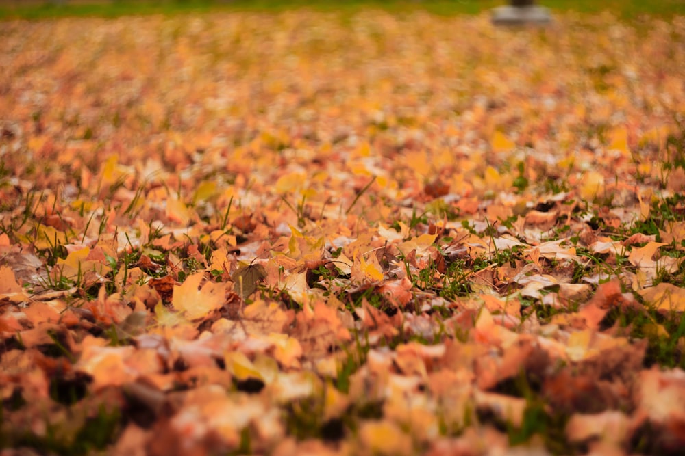 a field full of leaves with a bench in the background