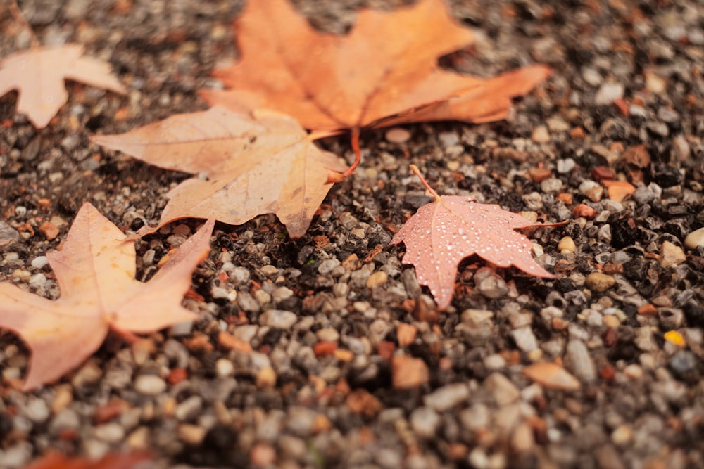 a couple of leaves that are laying on the ground