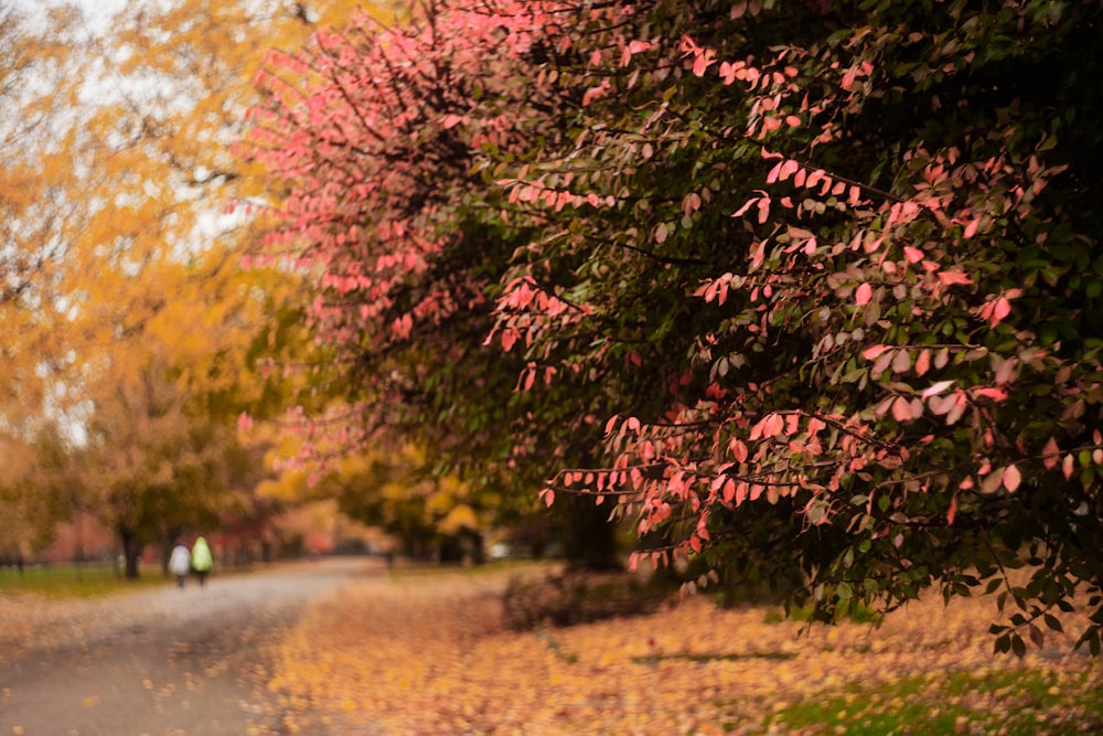 a tree with red leaves on it next to a road