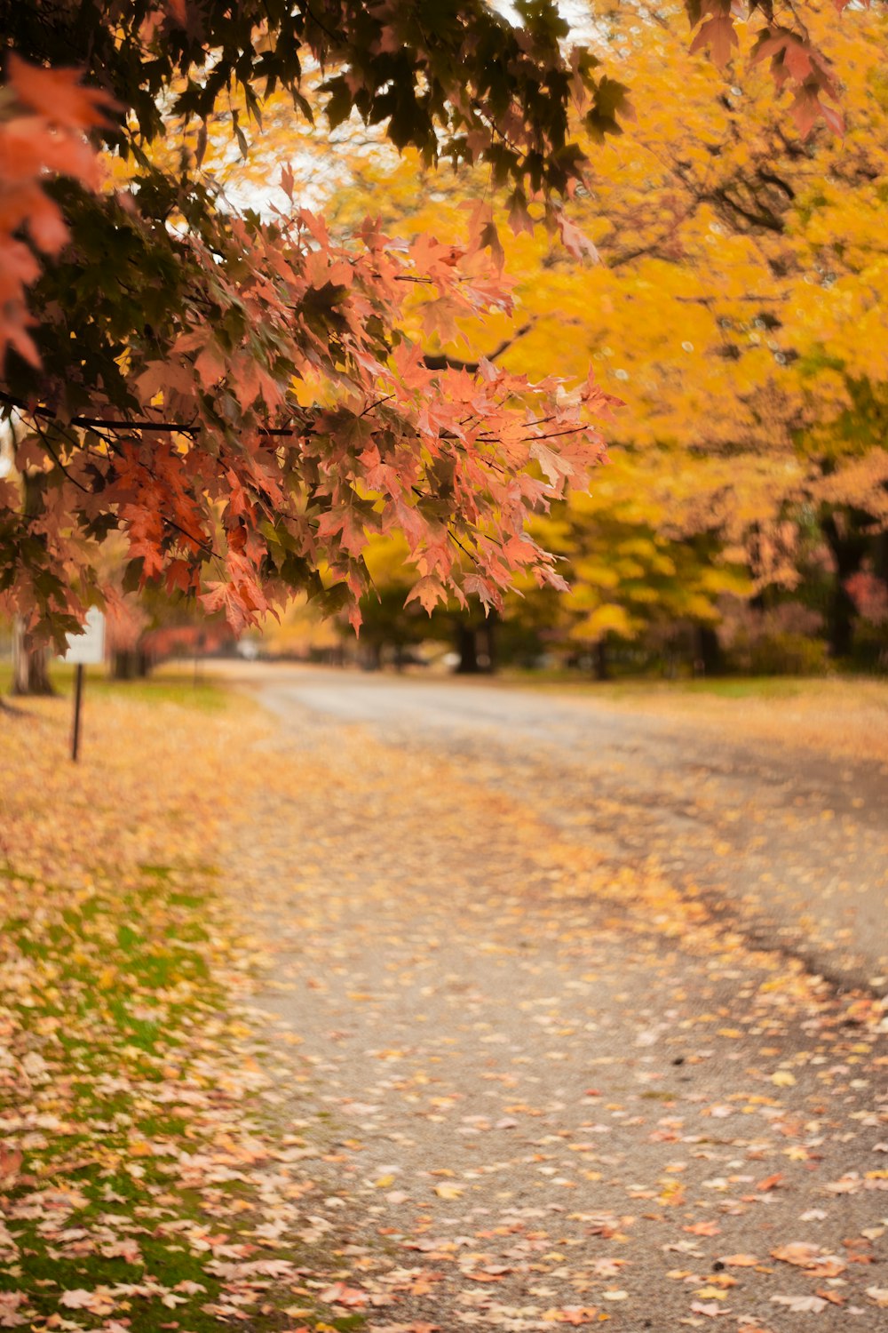 a tree with red leaves on it next to a road