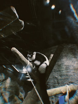 A black-and-white primate is perched on a tree branch inside an enclosure, which appears to be at a zoo or wildlife habitat. The background has a rocky texture, and a rope hangs from the branch, suggesting the habitat is designed for climbing.