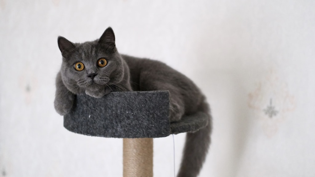 Arranhador Compacto para Gatos