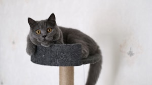 Arranhador Compacto para Gatos