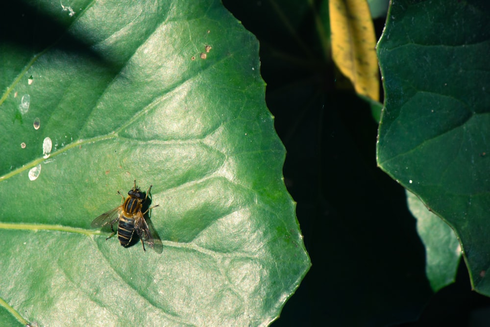 Eine Nahaufnahme einer Biene auf einem grünen Blatt