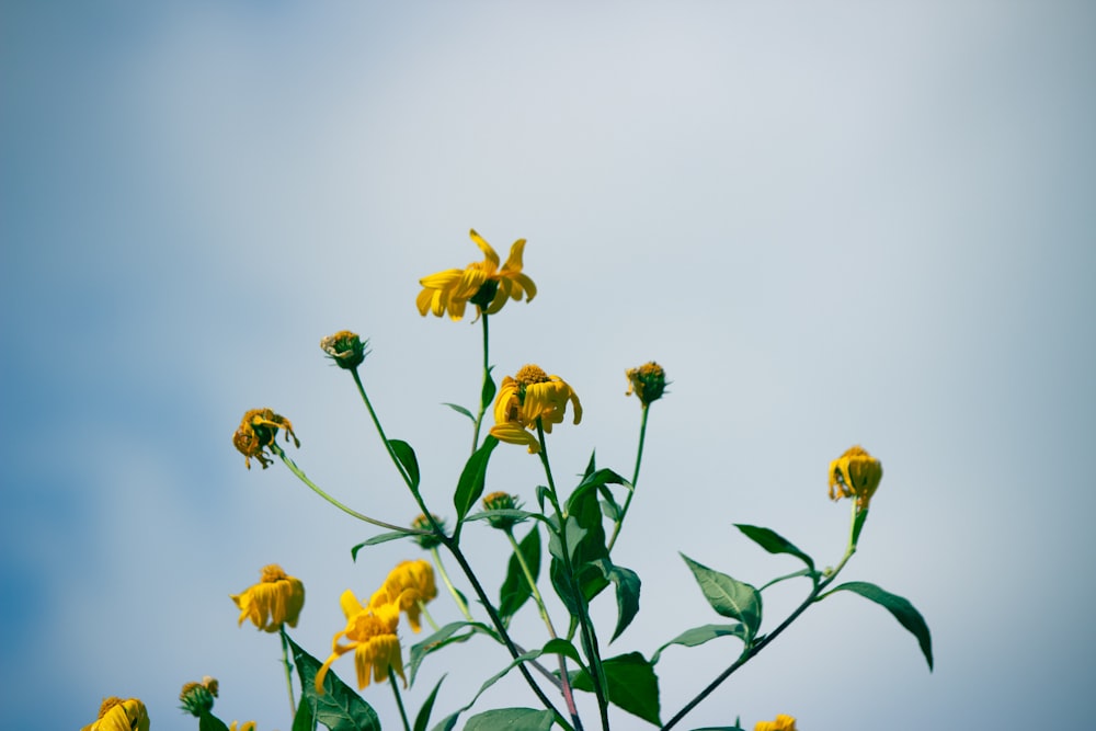 a bunch of yellow flowers with green leaves