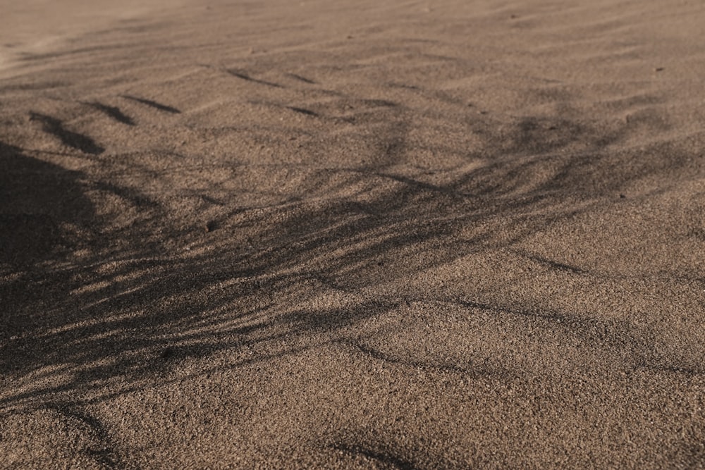 the shadow of a tree on a sandy beach
