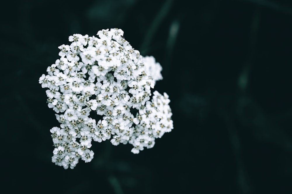 a bunch of small white flowers on a black background