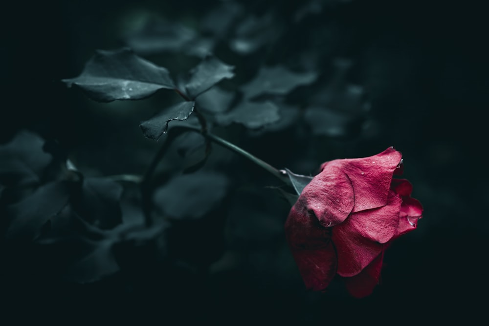 a single red rose with a dark background