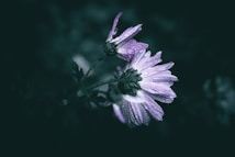 Purple flowers covered in dewdrops are highlighted against a dark, blurred background. The petals of the flowers glisten with moisture, creating a serene and fresh atmosphere.