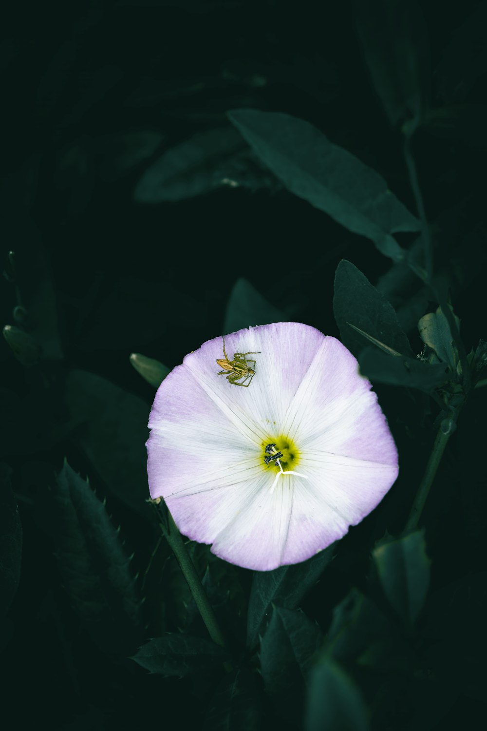 a white flower with a bee on it