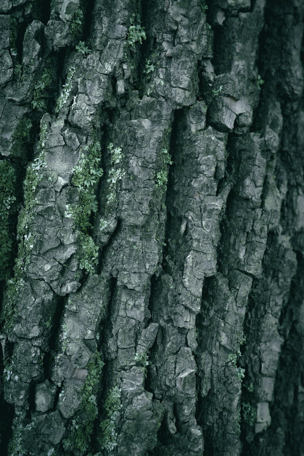 a close up of the bark of a tree