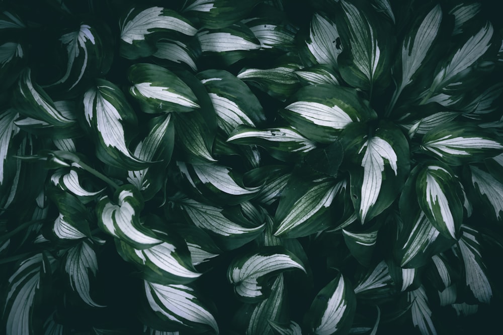 a close up of a green plant with white leaves