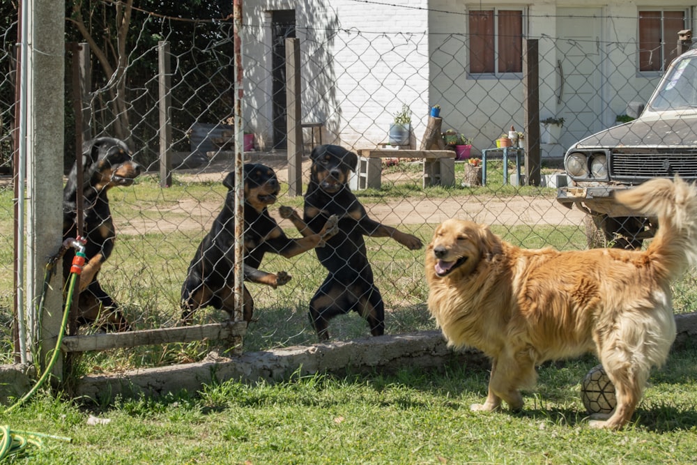 a group of dogs standing next to a fence