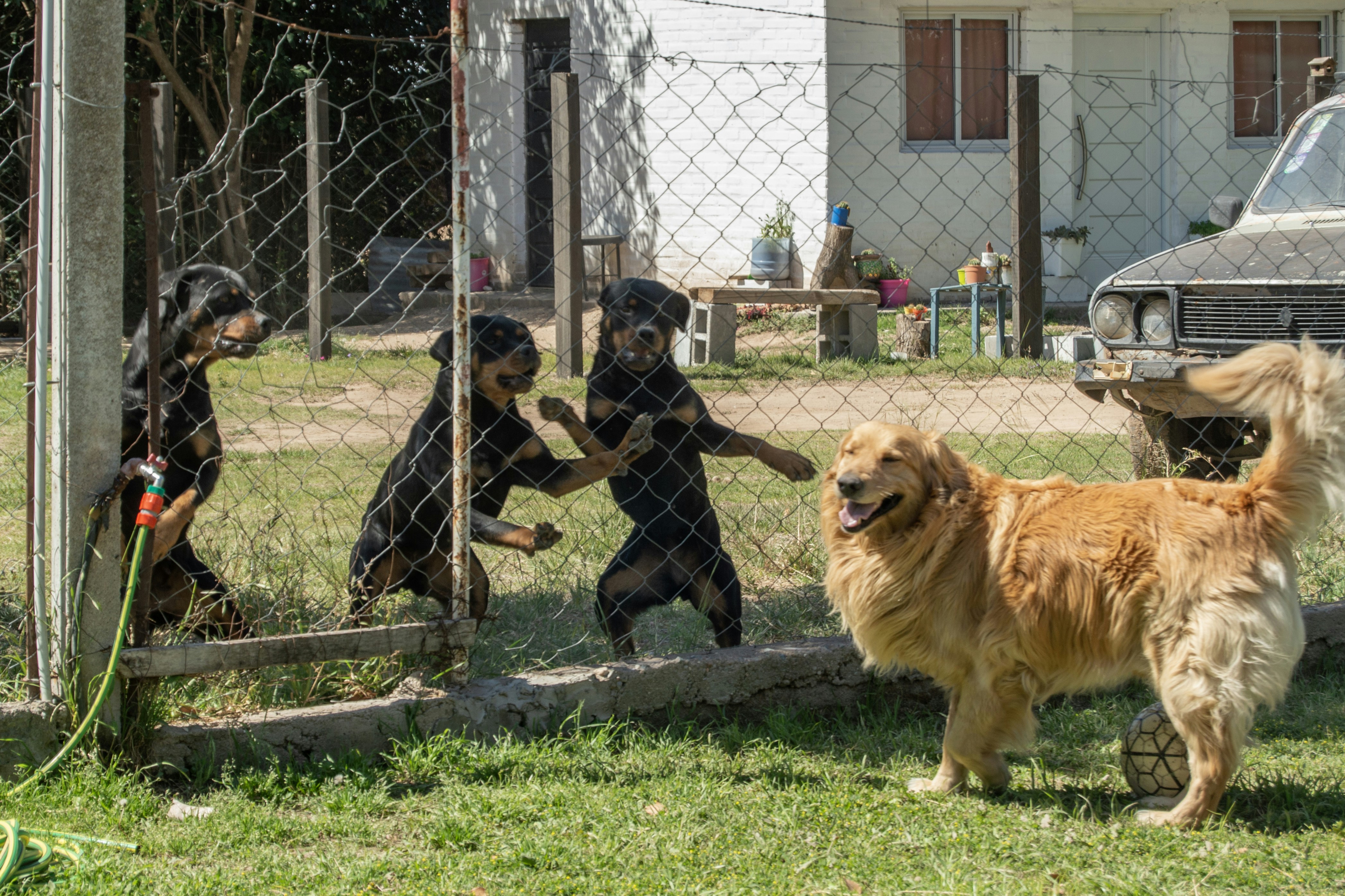 Golden laughing while three Rotweilers barking at him.