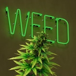 A large, well-lit neon sign displaying the word 'WEED' in green lettering is mounted on a dark wall. In front of the sign, there is a lush cannabis plant with green leaves and dense buds.