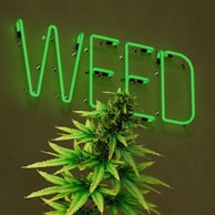 A large, well-lit neon sign displaying the word 'WEED' in green lettering is mounted on a dark wall. In front of the sign, there is a lush cannabis plant with green leaves and dense buds.