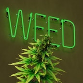 A large, well-lit neon sign displaying the word 'WEED' in green lettering is mounted on a dark wall. In front of the sign, there is a lush cannabis plant with green leaves and dense buds.
