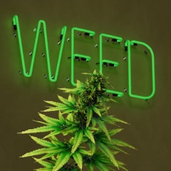 a neon sign that says weed next to a marijuana plant