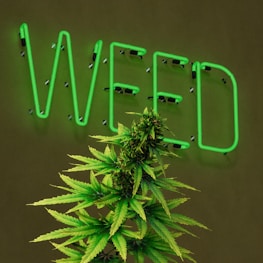 A large, well-lit neon sign displaying the word 'WEED' in green lettering is mounted on a dark wall. In front of the sign, there is a lush cannabis plant with green leaves and dense buds.