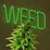 A large, well-lit neon sign displaying the word 'WEED' in green lettering is mounted on a dark wall. In front of the sign, there is a lush cannabis plant with green leaves and dense buds.