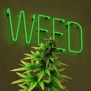 A large, well-lit neon sign displaying the word 'WEED' in green lettering is mounted on a dark wall. In front of the sign, there is a lush cannabis plant with green leaves and dense buds.