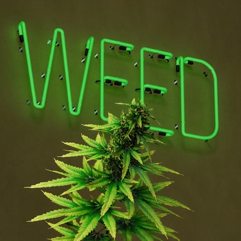 A large, well-lit neon sign displaying the word 'WEED' in green lettering is mounted on a dark wall. In front of the sign, there is a lush cannabis plant with green leaves and dense buds.
