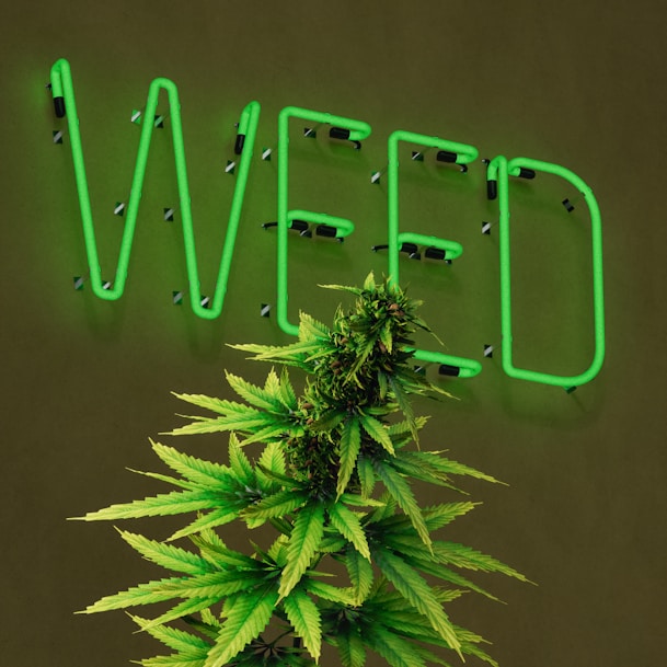 A large, well-lit neon sign displaying the word 'WEED' in green lettering is mounted on a dark wall. In front of the sign, there is a lush cannabis plant with green leaves and dense buds.