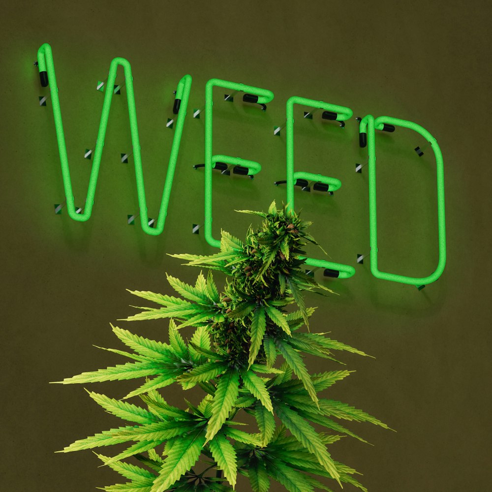 un'insegna al neon che dice erba accanto a una pianta di marijuana