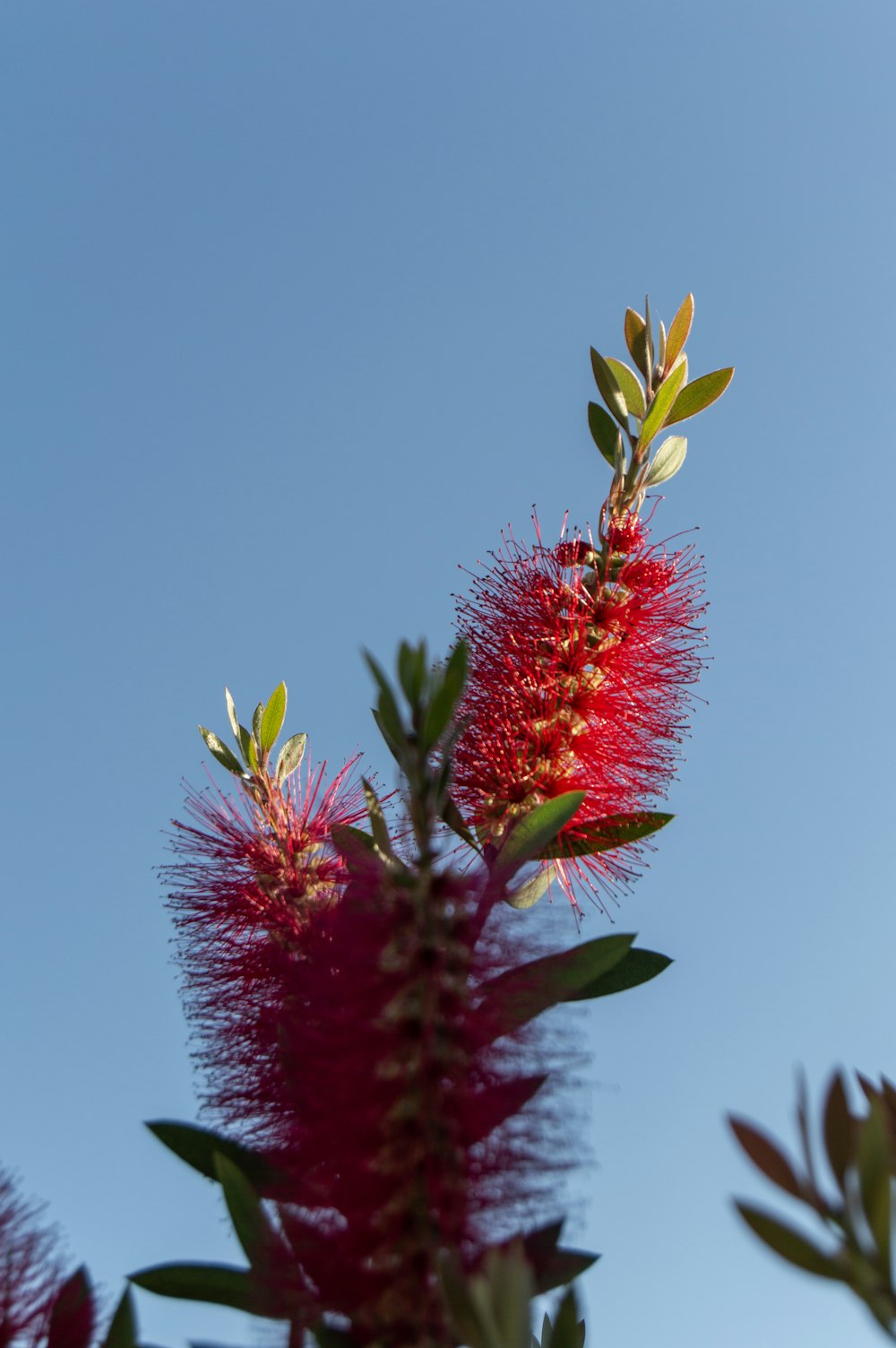 a close up of a red flower on a tree