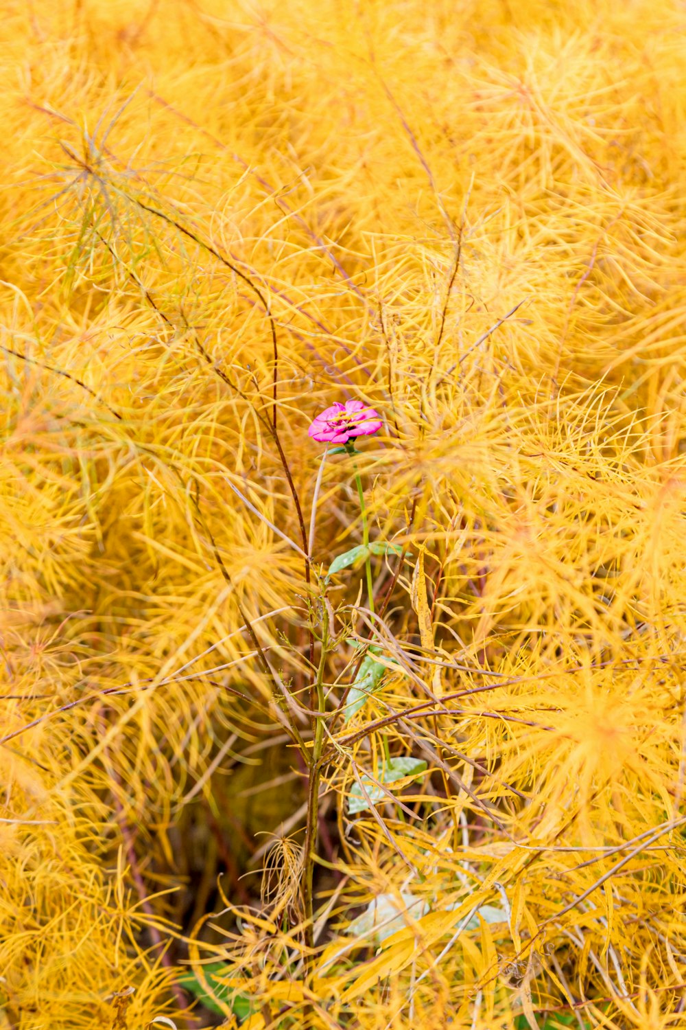 키가 큰 노란색 식물 위에 앉아있는 분홍색 꽃