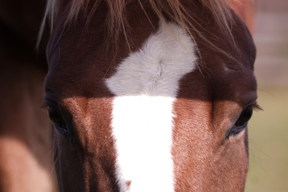 a close up of a brown and white horse's face