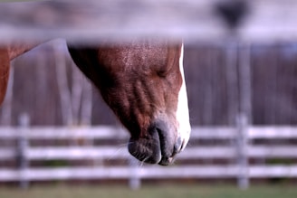 a close up of a horse's face through a fence