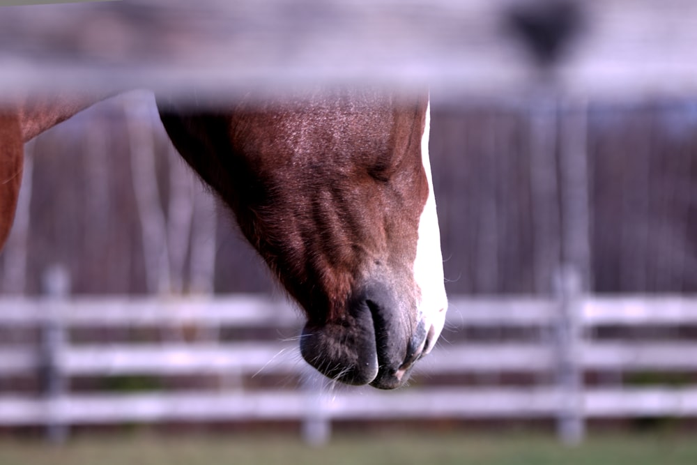 un primo piano del muso di un cavallo attraverso una recinzione