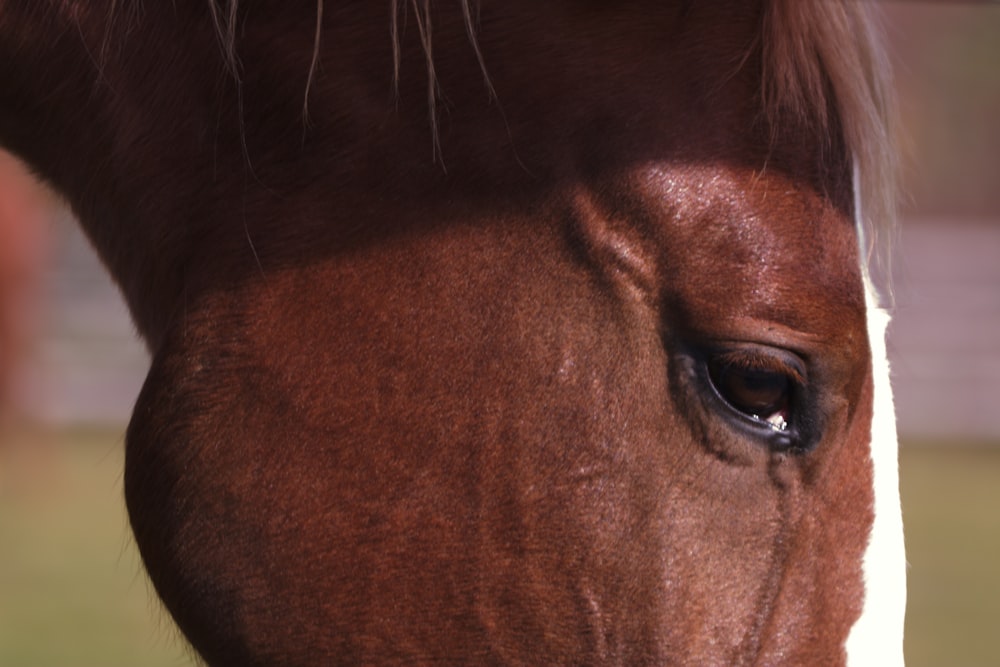 a close up of a horse's face with a blurry background
