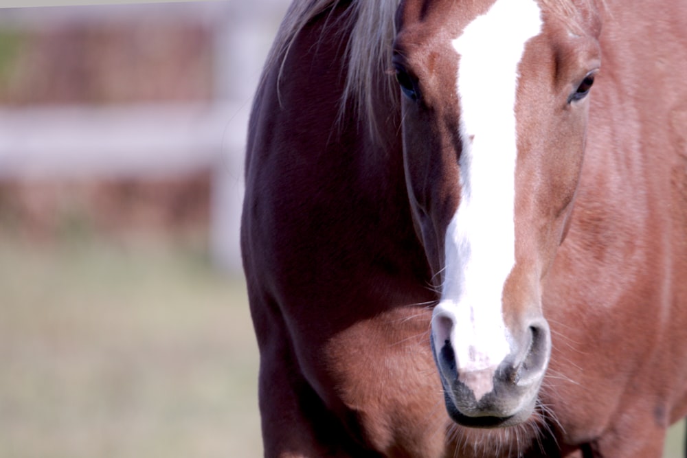 a brown and white horse standing in a field