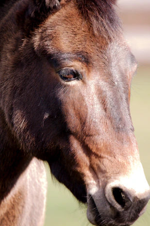 Close-up of a glossy bay horse’s refined head with alert ears and a sleek braided mane, bathed in warm afternoon light.