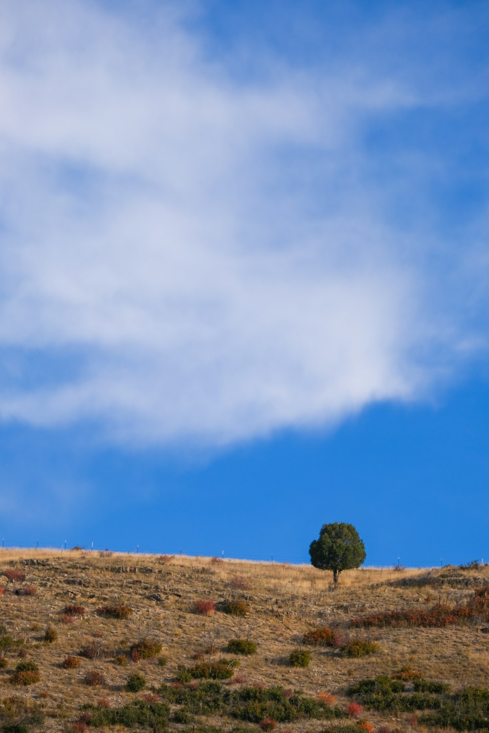 a lone tree sitting on top of a dry grass covered hillside