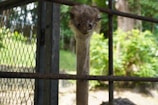 A close-up of an ostrich behind a metal fence. The ostrich's head and long neck are visible, and it is looking directly at the camera. The background shows greenery and blurred trees.