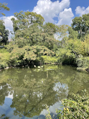 A peaceful pond reflecting the clear blue sky surrounded by lush greenery.