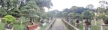 A tranquil garden scene with numerous bonsai trees arranged on pedestals in rows along a gravel path. The trees vary in shape and size, meticulously pruned to showcase their unique forms. Surrounding the garden are lush green trees and foliage, creating a serene and peaceful atmosphere. A traditional building with ornate roof details is partially visible in the background, adding to the ambiance.