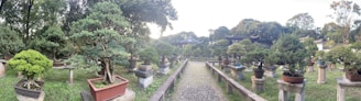 A tranquil garden scene with numerous bonsai trees arranged on pedestals in rows along a gravel path. The trees vary in shape and size, meticulously pruned to showcase their unique forms. Surrounding the garden are lush green trees and foliage, creating a serene and peaceful atmosphere. A traditional building with ornate roof details is partially visible in the background, adding to the ambiance.