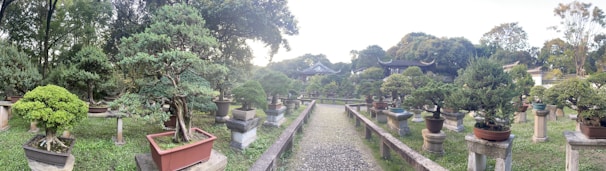 A tranquil garden scene with numerous bonsai trees arranged on pedestals in rows along a gravel path. The trees vary in shape and size, meticulously pruned to showcase their unique forms. Surrounding the garden are lush green trees and foliage, creating a serene and peaceful atmosphere. A traditional building with ornate roof details is partially visible in the background, adding to the ambiance.