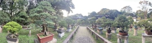 A tranquil garden scene with numerous bonsai trees arranged on pedestals in rows along a gravel path. The trees vary in shape and size, meticulously pruned to showcase their unique forms. Surrounding the garden are lush green trees and foliage, creating a serene and peaceful atmosphere. A traditional building with ornate roof details is partially visible in the background, adding to the ambiance.