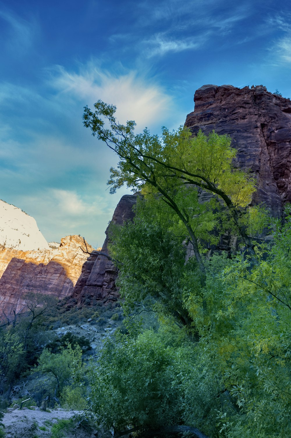 a mountain with trees and bushes in the foreground