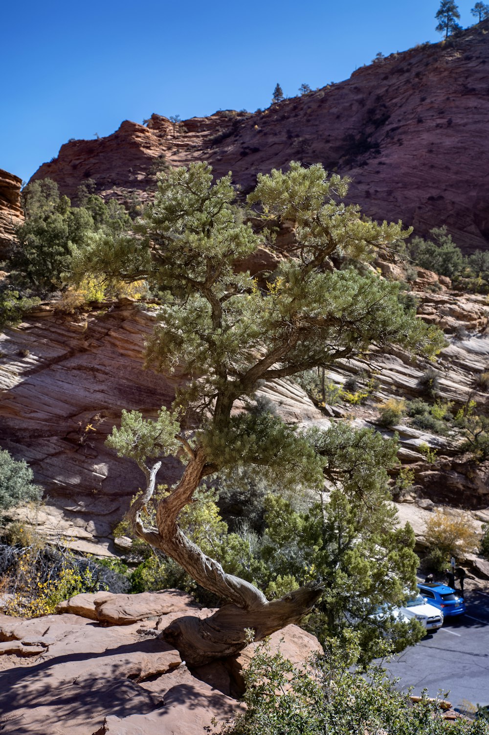 a small tree in the middle of a rocky area