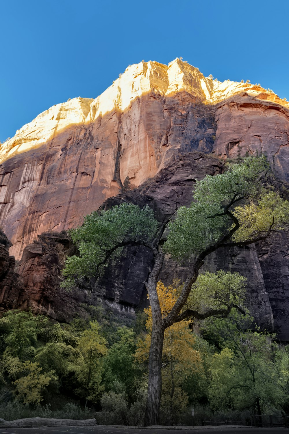 una grande montagna con un albero in primo piano