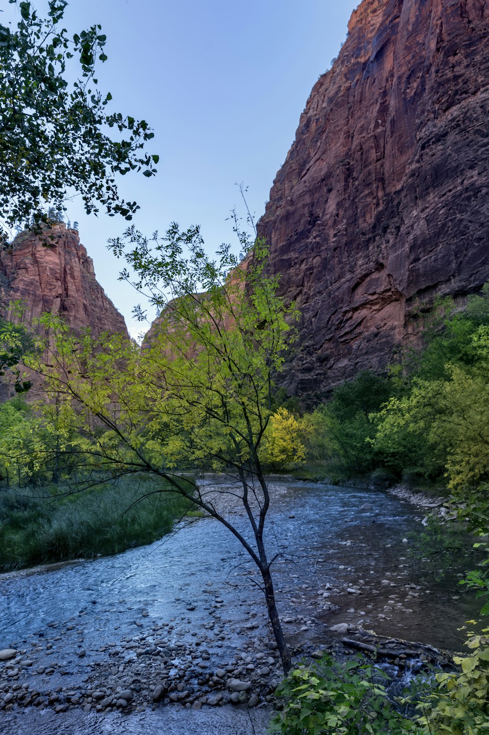 a river running through a lush green forest