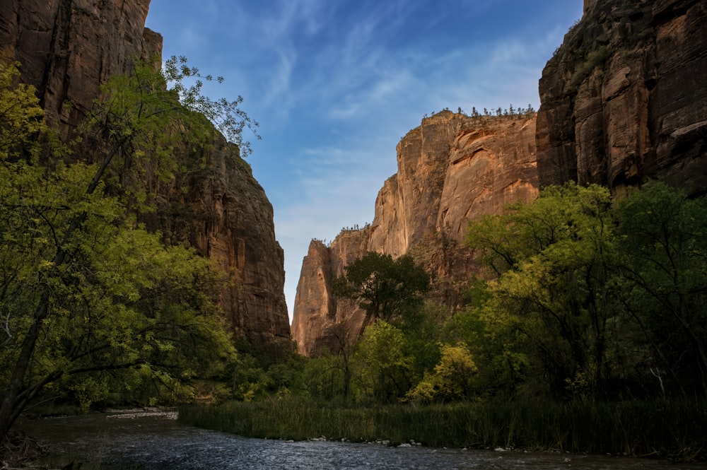 a river running through a lush green forest