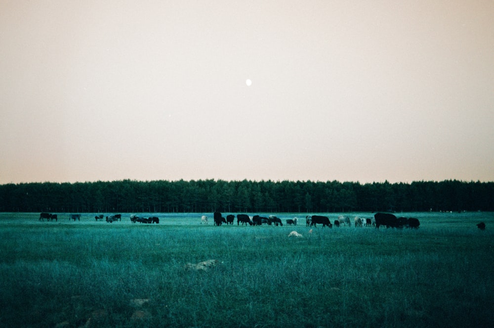 a herd of cattle grazing on a lush green field